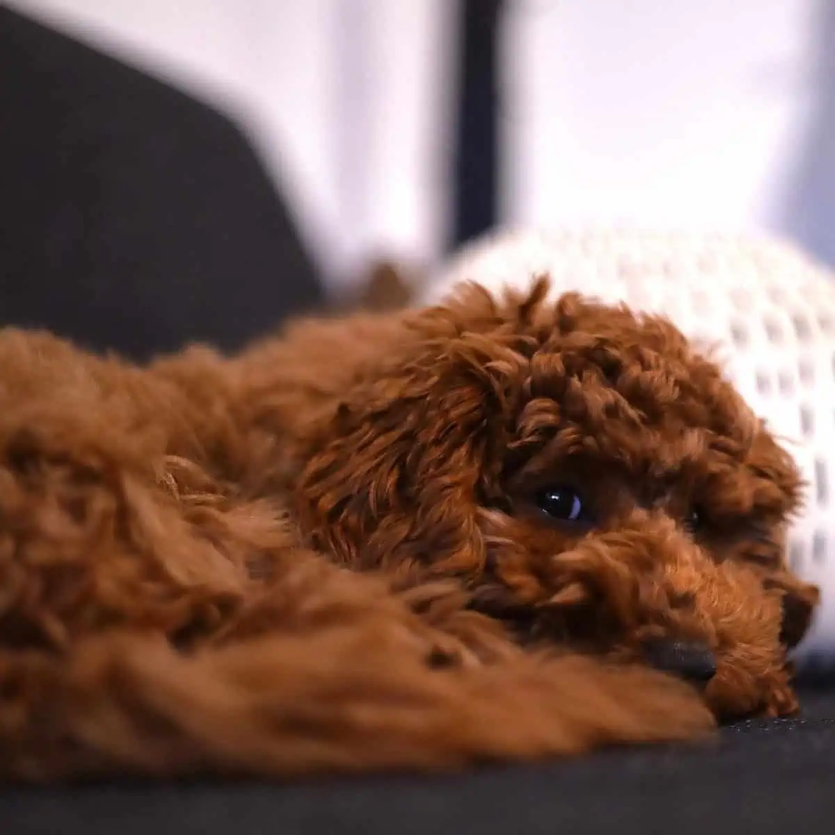 alone Poodle lying