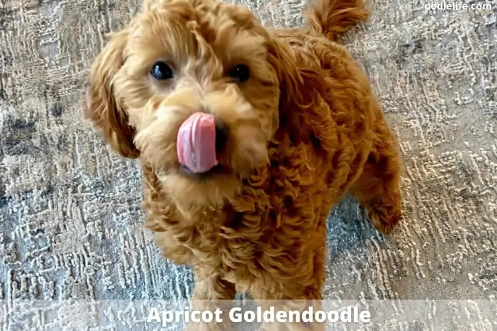 apricot goldendoodle color coat