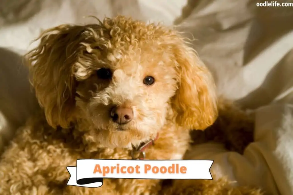 apricot poodle