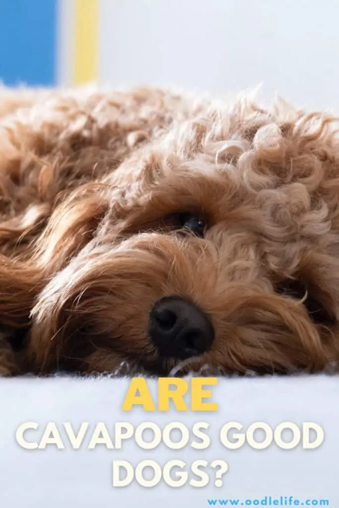 are cavapoos good dogs