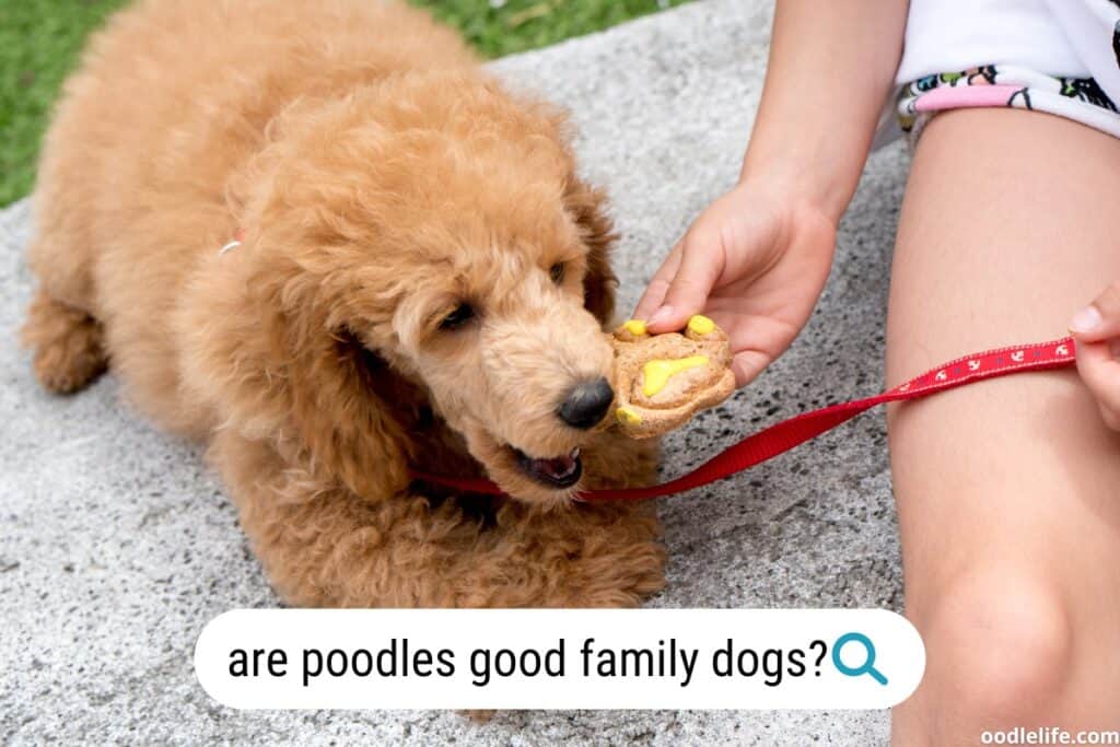 are poodles good family dogs