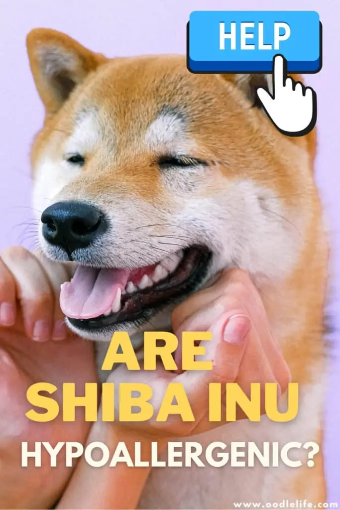 are shiba inu hypoallergenic