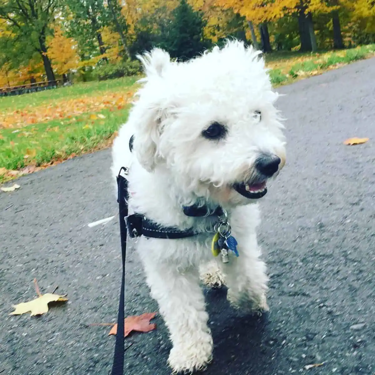 barking Poodle on leash