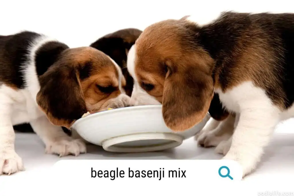 basenji beagle mix puppies