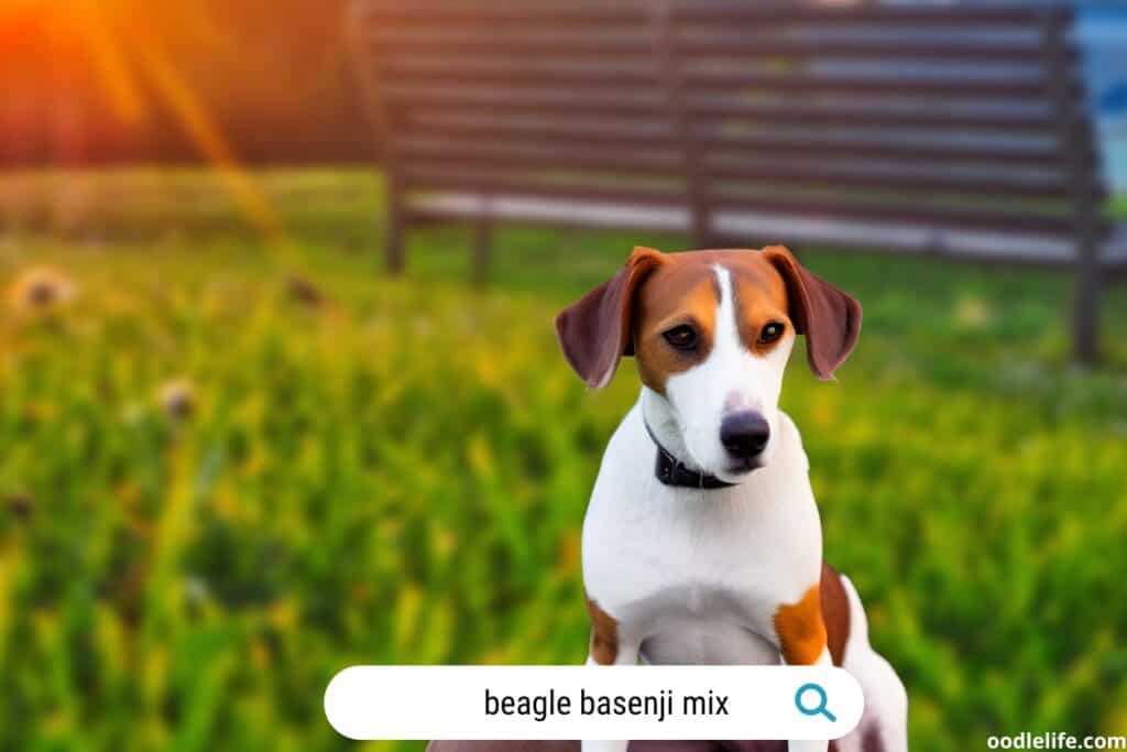 basenji beagle mix