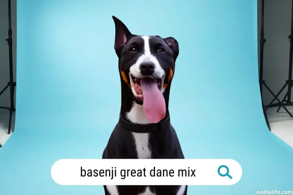 studio portrait of a basenji great dane mix