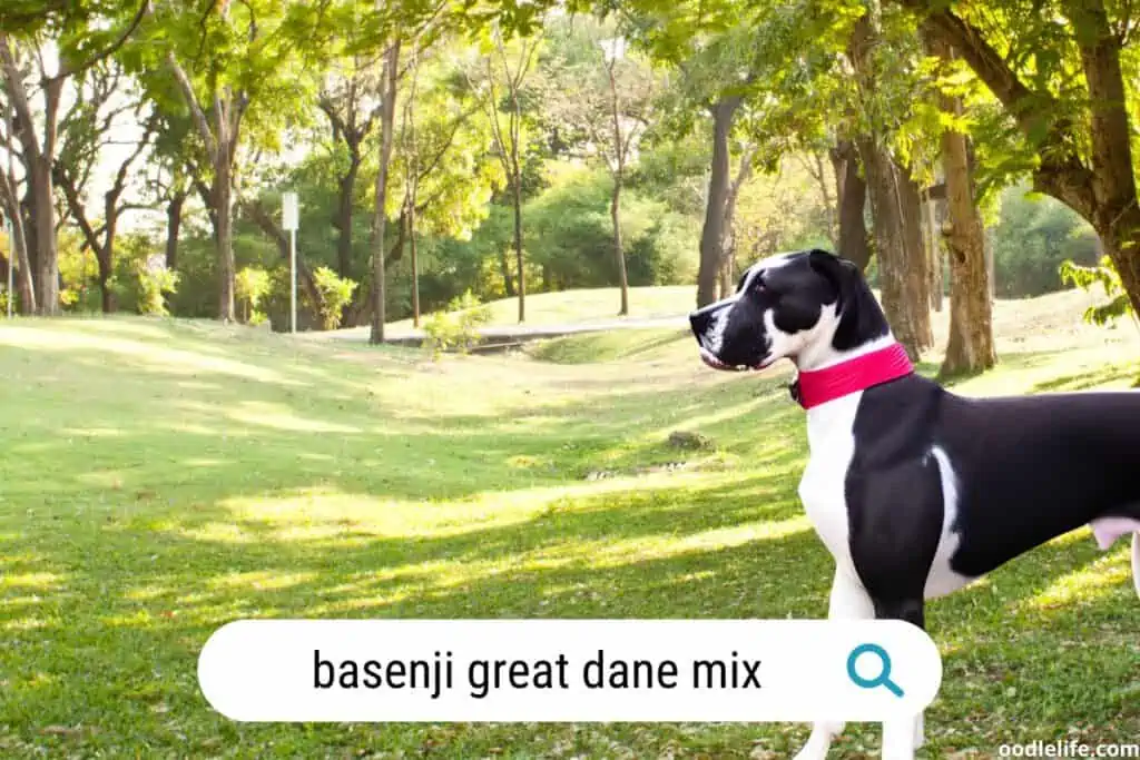 basenji great dane mix