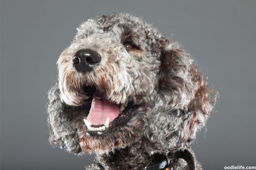 a happy up close portrait of a gray brown Poodle