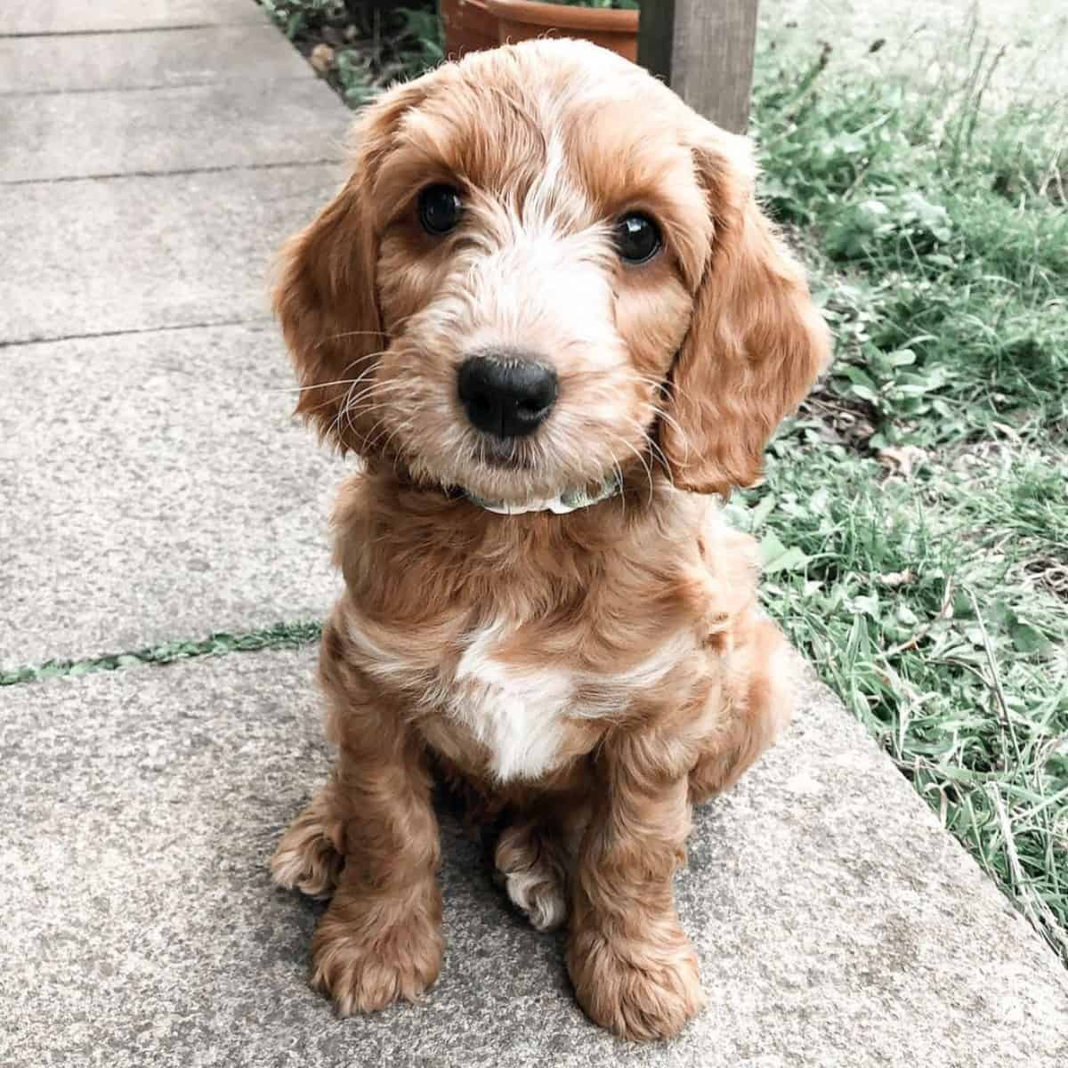 behaved Cockapoo puppy