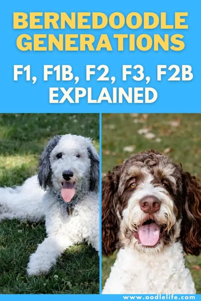 best bernedoodle genreations f1 f1b f2 f3 with photos