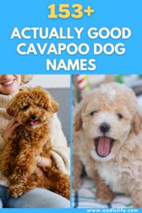 153+ Best Cavapoo Names (Actually Good Dog Names) - Oodle Life