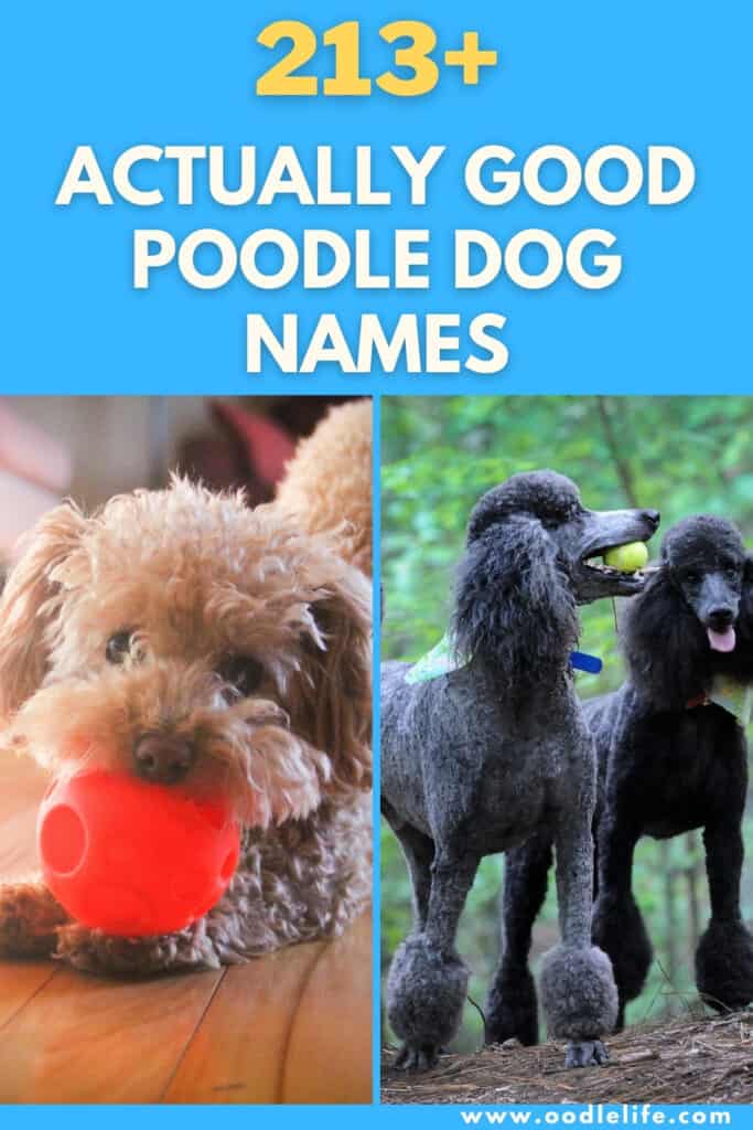 best poodle dog names