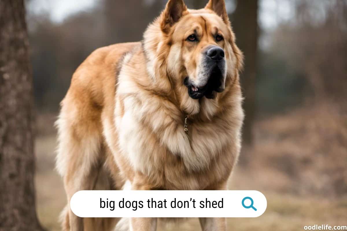 7 Best Big Dogs That Don’t Shed [Photo Gallery] Oodle Life