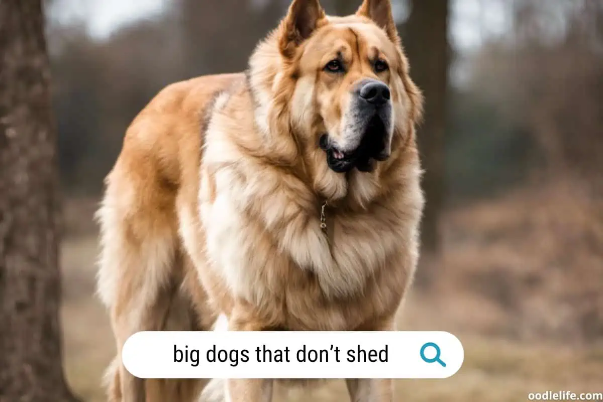 BIG dogs that do NOT shed