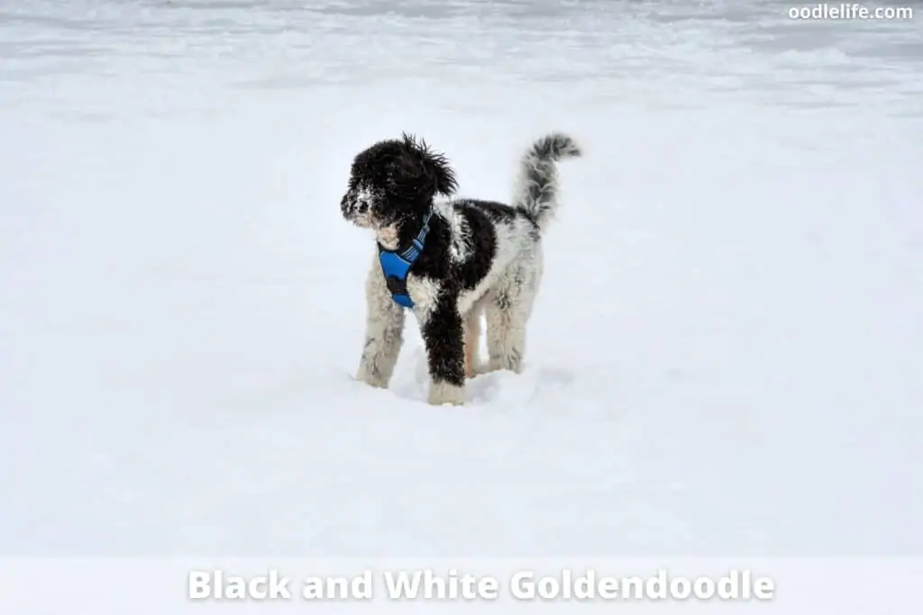 black and white goldendoodle color 