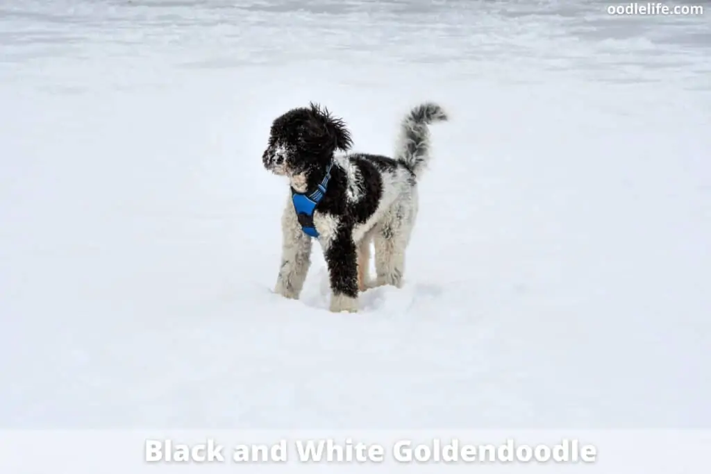 black and white goldendoodle color