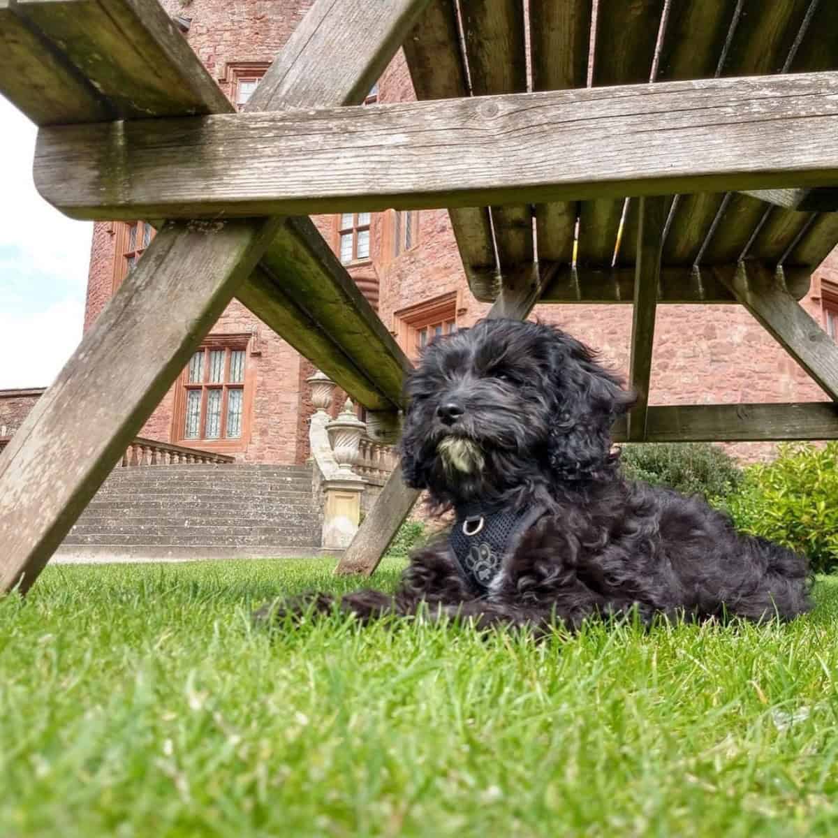 black Cavapoo puppy under the shade