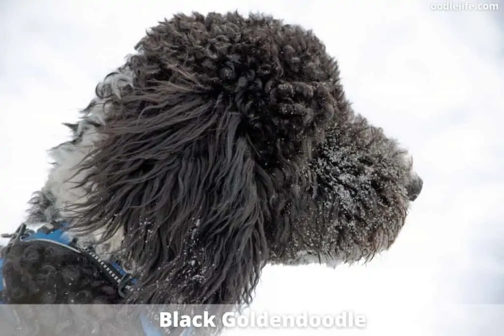 black goldendoodle coat color