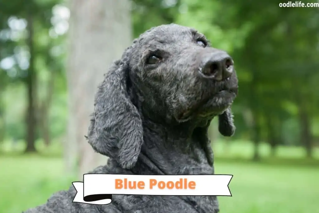 blue poodle in park