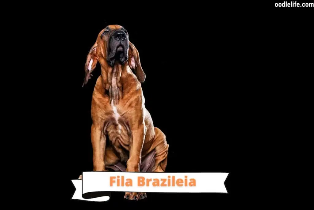 fila brasileiro