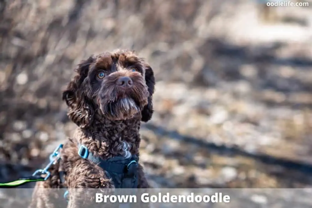 brown goldendoodle coat color