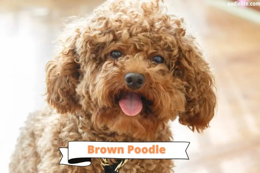 brown poodle