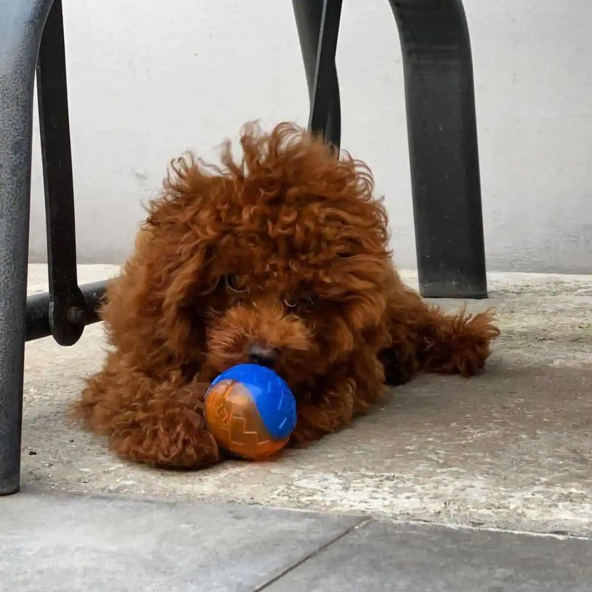 busy Poodle playing a toy