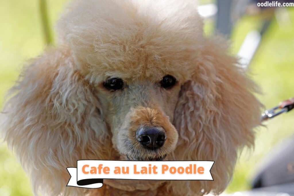 cafe au lait poodle