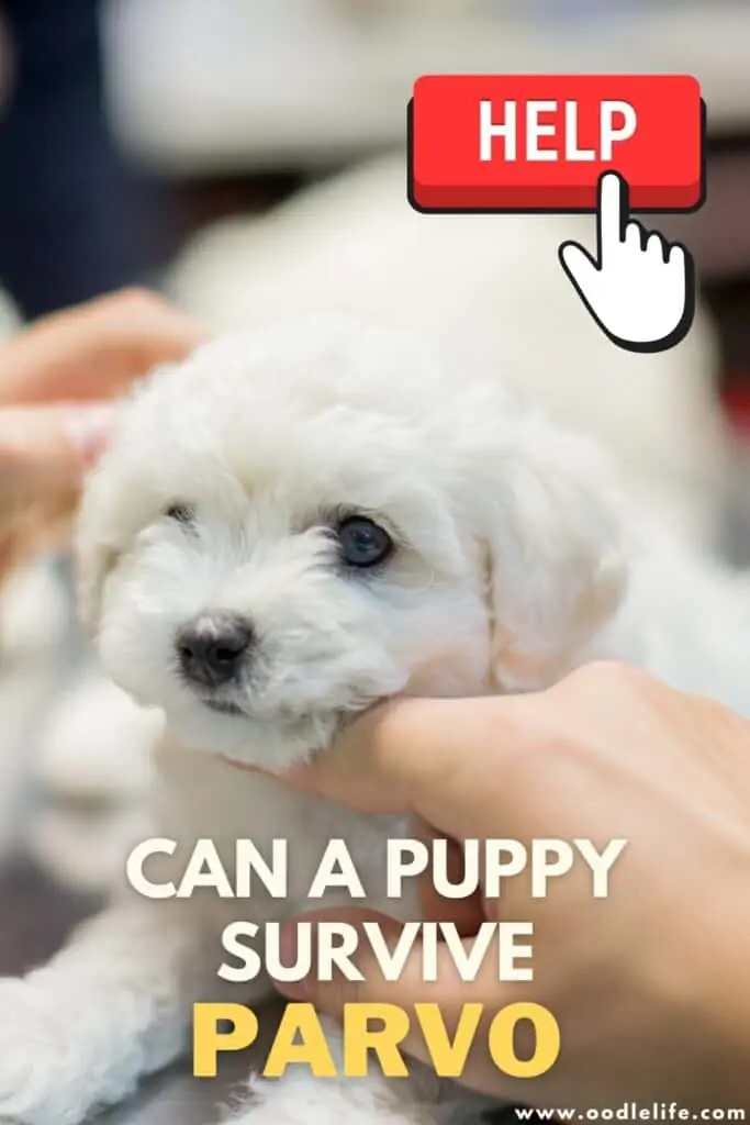 can a puppy survive parvo