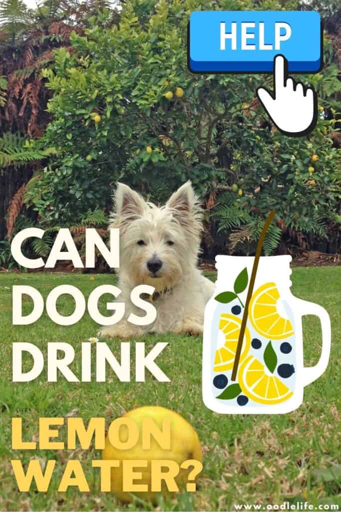 can dogs drink lemon water