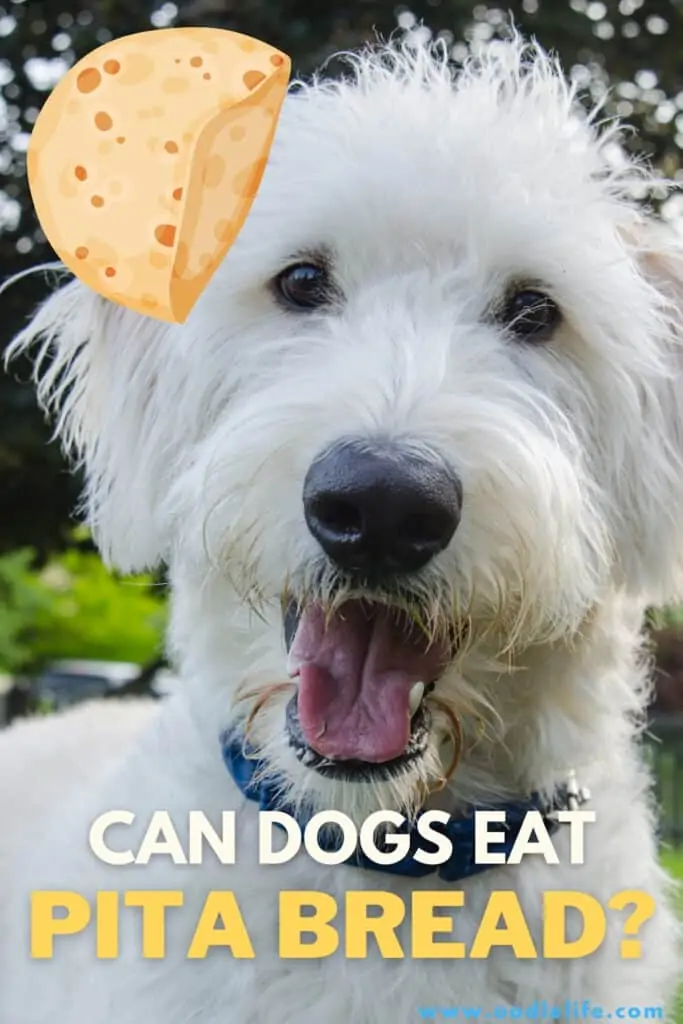 can dogs eat pita bread