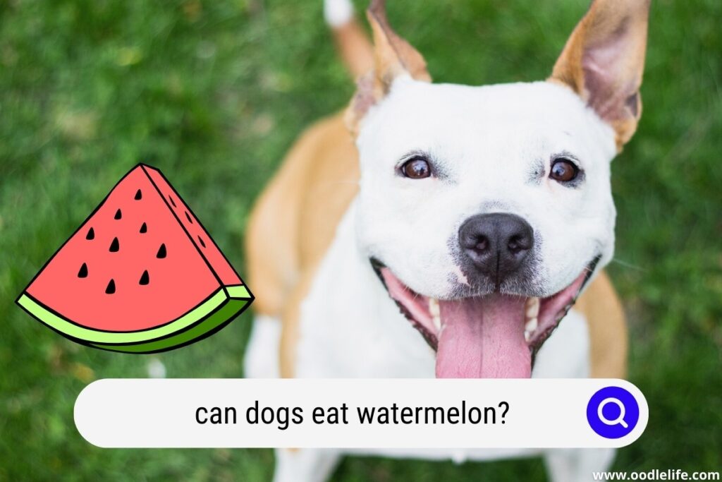 can dogs eat watermelon