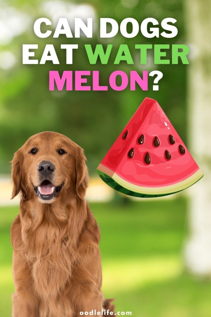 can dogs eat watermelon pin