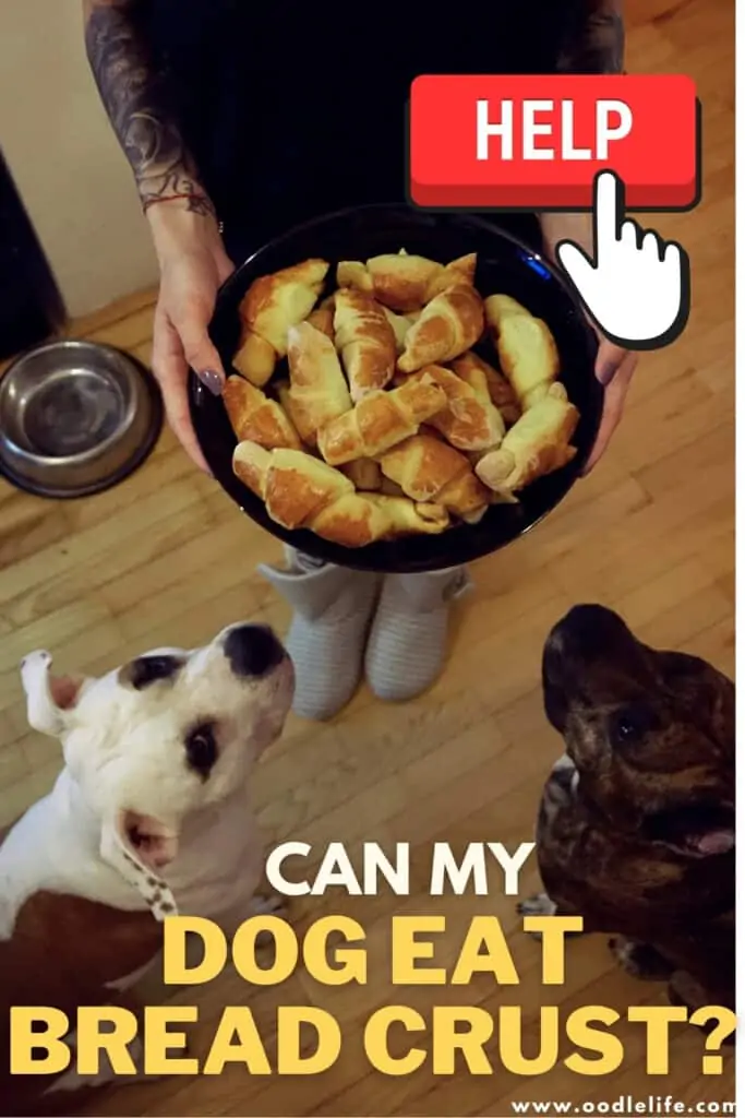 can my dog eat bread crust
