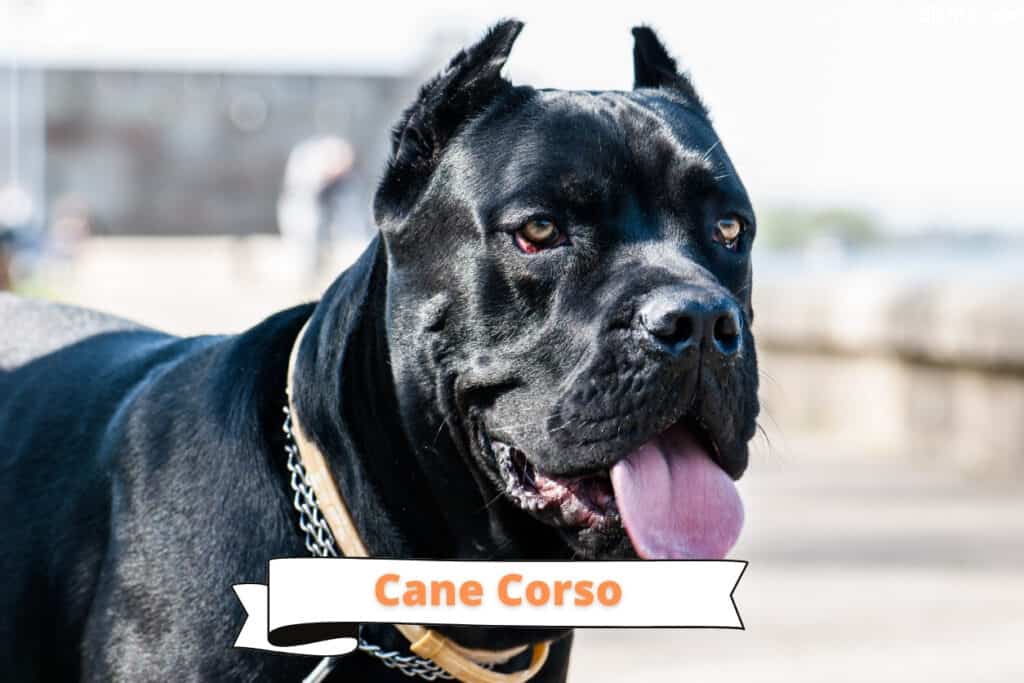 Cane Corso dog