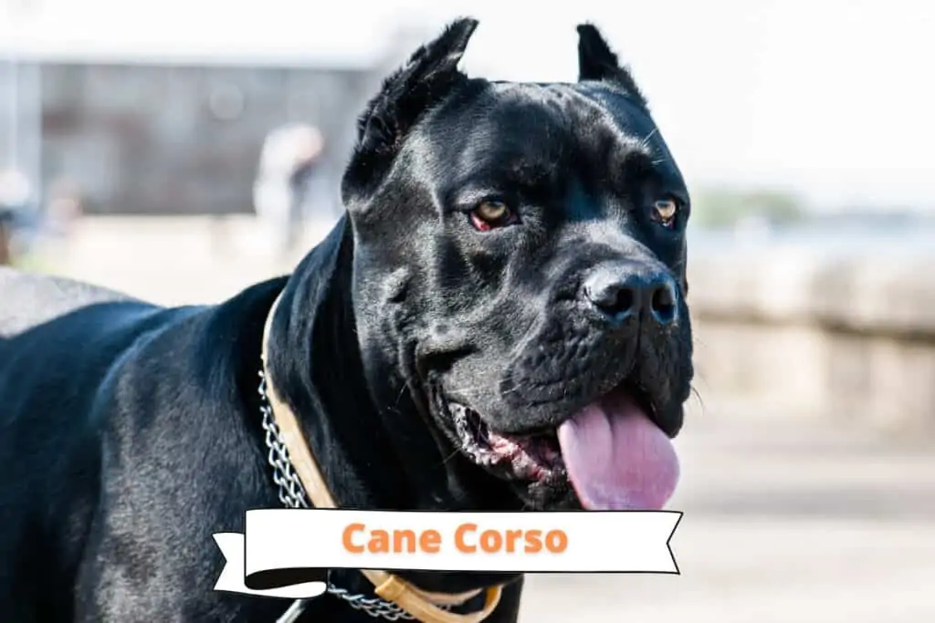 cane corso dog