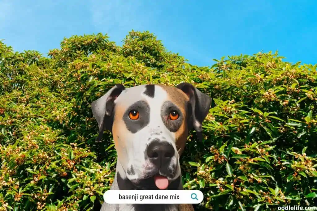 cartoon of a basenji great dane mix