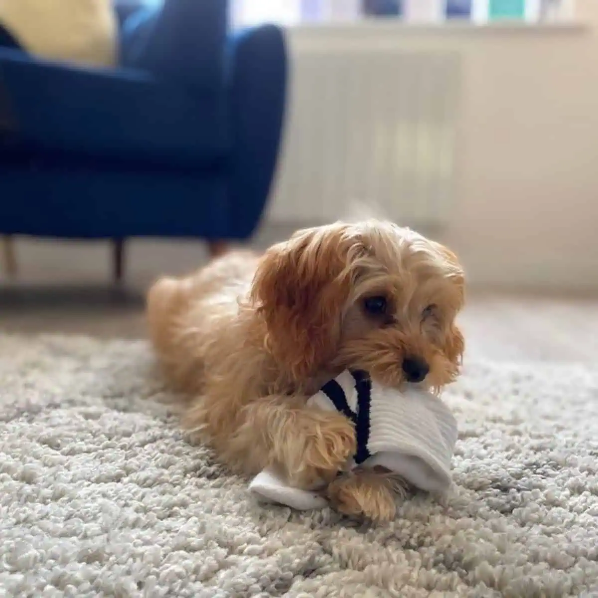 Cavapoo biting sock