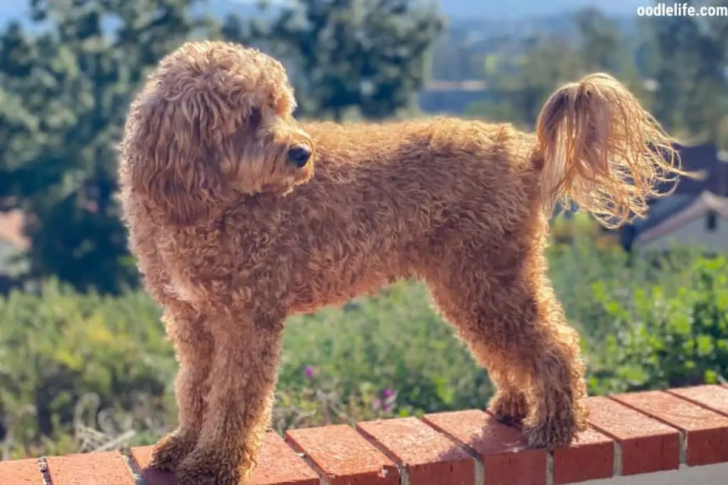 cavapoo in the sun