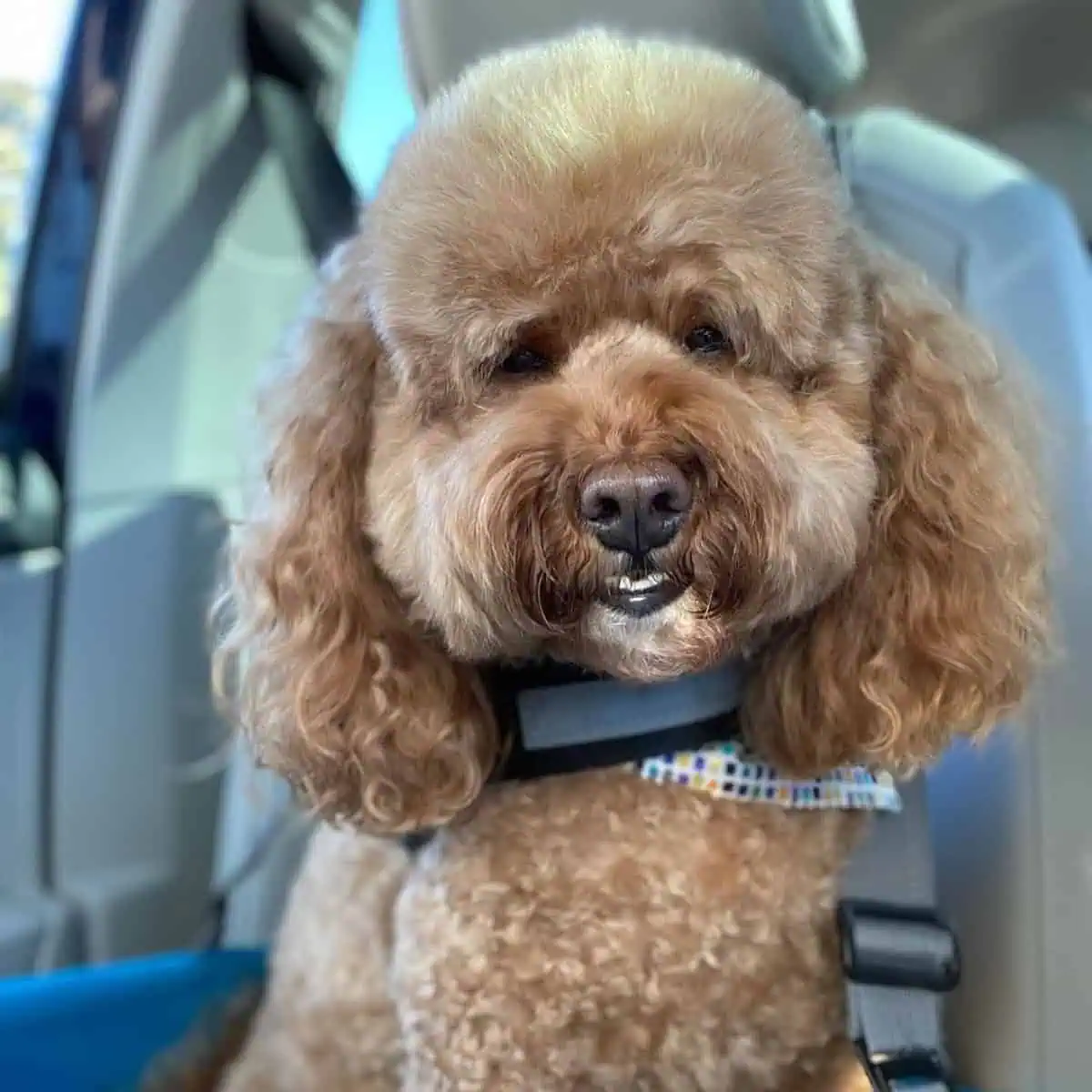 Cavapoo looks and smiles at owner