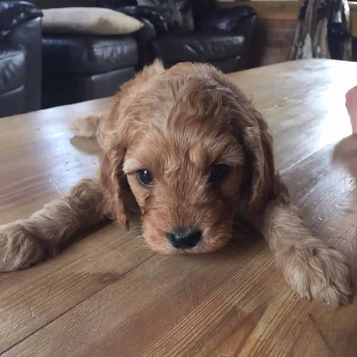Cavapoo on the table