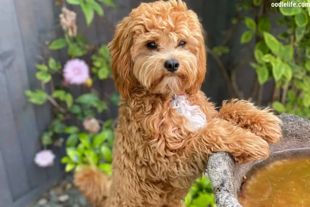 cavapoo puppy outside