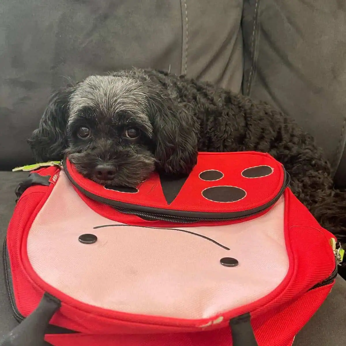 Cavapoo with school bag