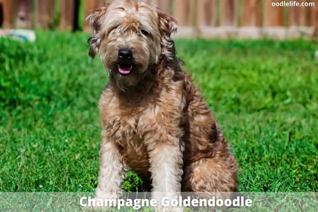 champagne coat color