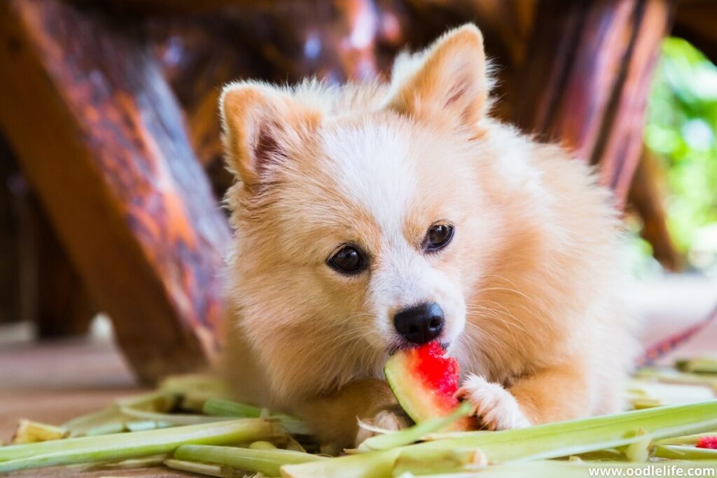 chihuahua dog eating watermelon