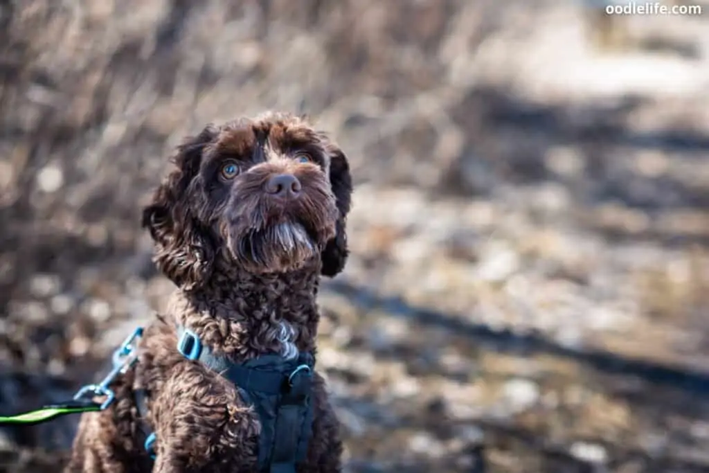 a chocolate goldendoodle puppy