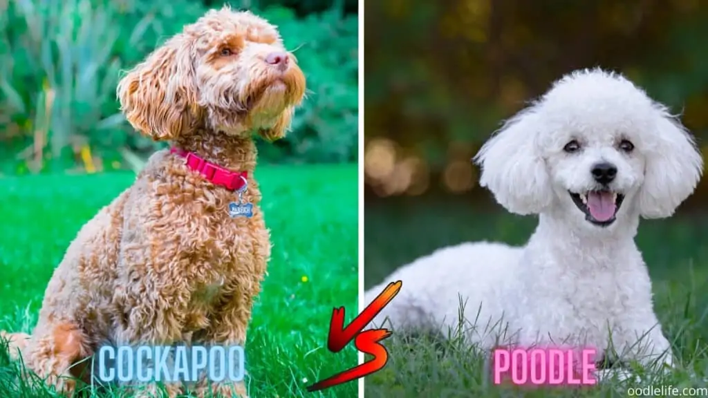 cockapoo and poodle smile