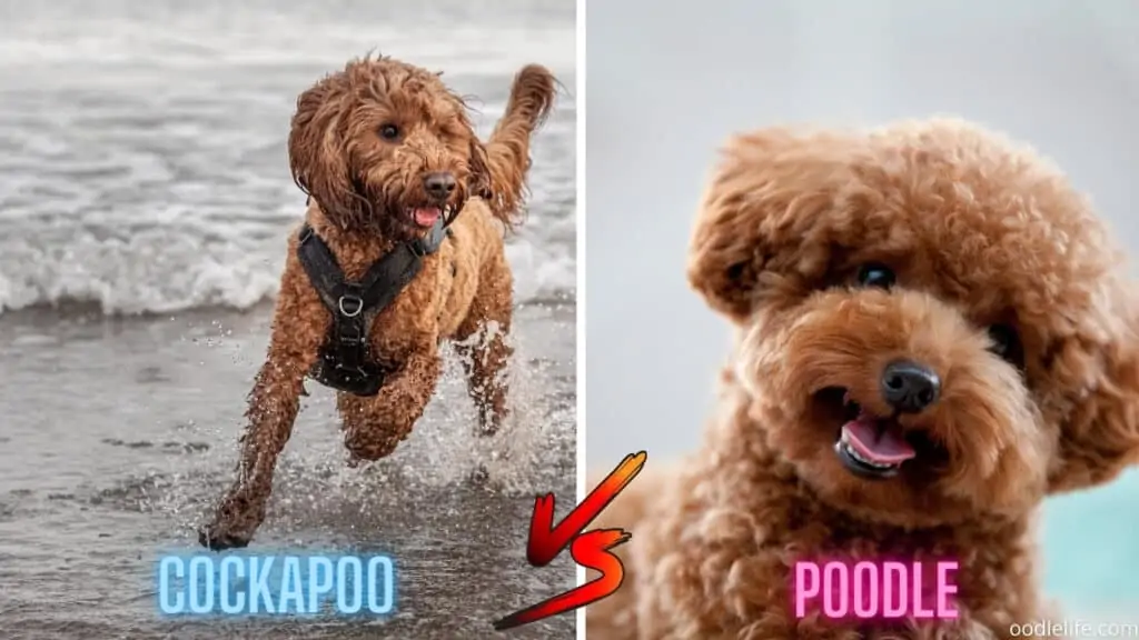 Cockapoo at beach vs poodle