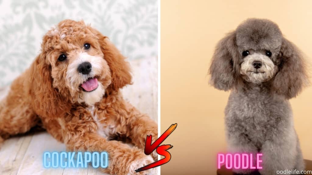 super cute cockapoo and poodle