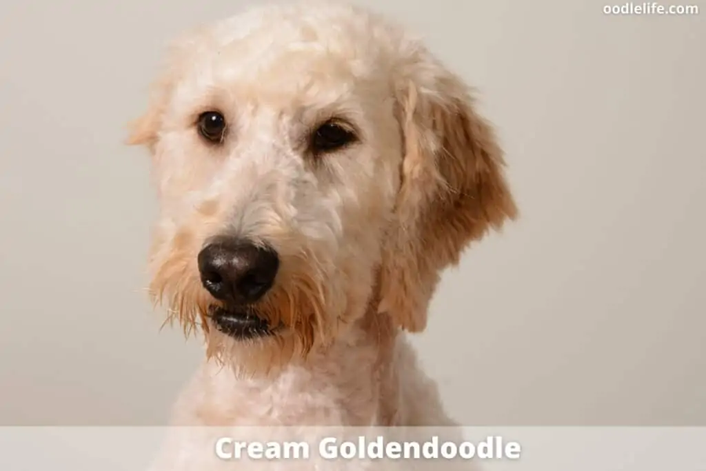 cream goldendoodle coat color